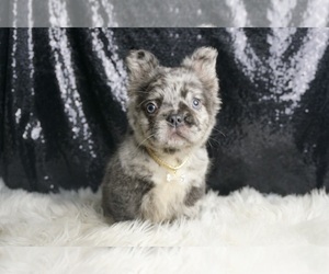 Zion AKC, FRENCH BULLDOG PUPPIES READY TO GO French Bulldog Litter of Puppies For Sale in WARSAW, IN, USA