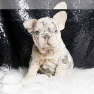 Rollsroyce AKC,FRENCH BULLDOG PUPPIES READY TO GO French Bulldog Litter of Puppies For Sale in WARSAW, IN, USA