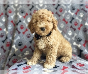CHIP Cock-A-Poo Puppy For Sale in LAKELAND, FL, USA
