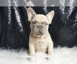 Vera AKC, FRENCH BULLDOG PUPPIES READY TO GO French Bulldog Litter of Puppies For Sale in WARSAW, IN, USA