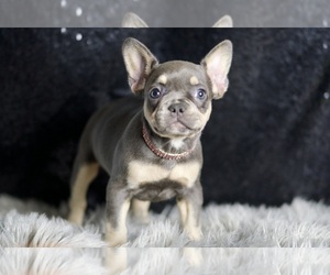 Lila AKC FRENCH BULLDOG PUPPIES READY TO GO French Bulldog Litter of Puppies For Sale in WARSAW, IN, USA