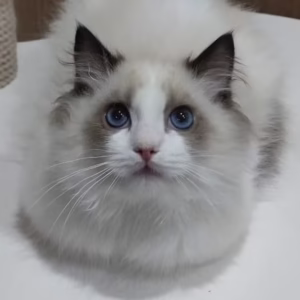 183 Yarik (R) Ragdoll male kitten