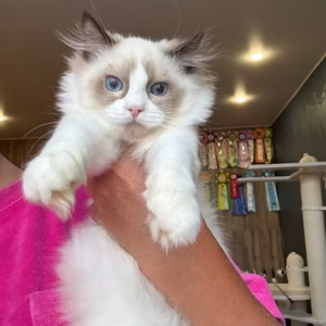181 Yoko (R) Ragdoll male kitten