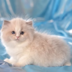 161 Lala (U) Ragdoll female kitten