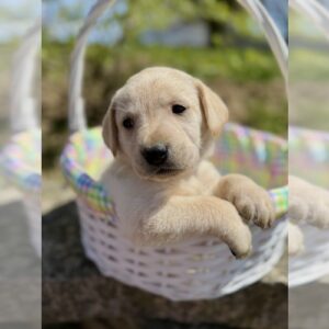 Litter 9 for Sale. YELLOW AND BLACK LABRADORS Labrador Retriever Litter of Puppies For Sale in JENERA, OH, USA