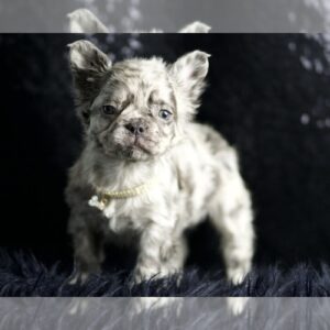 Zander AKC, FRENCH BULLDOG PUPPIES READY TO GO French Bulldog Litter of Puppies For Sale in WARSAW, IN, USA