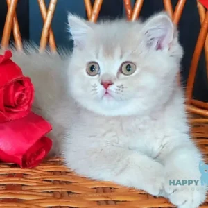 Wilma British Shorthair female, lilac golden shaded