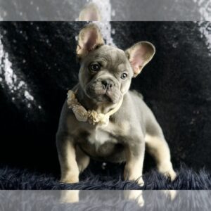 Twilight AKC, FRENCH BULLDOG PUPPIES READY TO GO French Bulldog Litter of Puppies For Sale in WARSAW, IN, USA