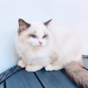 Ragdoll kitten name Opra