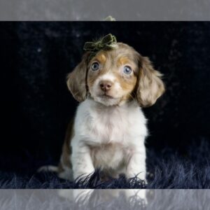 Joey ACA, ADORABLE MINI DACHSHUND AVAILABLE Dachshund Litter of Puppies For Sale in WARSAW, IN, USA