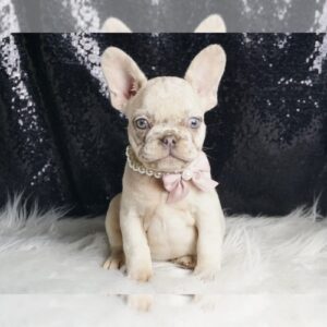 Mercedes AKC, FRENCH BULLDOG PUPPIES READY TO GO French Bulldog Litter of Puppies For Sale in WARSAW, IN, USA