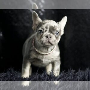 "Raja AKC" AKC FRENCH BULLDOG PUPPIES READY TO GO French Bulldog Litter of Puppies For Sale in WARSAW, IN, USA