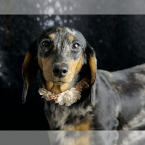 AKC Fancy, ADORABLE MINI DACHSHUND AVAILABLE Dachshund Litter of Puppies For Sale in WARSAW, IN, USA