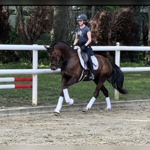 Kleine Tänzerin, American Morgan Horse