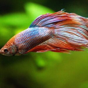 Porcupine Puffer Between 5-6" Named SPIKE Live Saltwater Aquarium Fish WYSIWYG