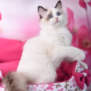 133 Mallow (R) Ragdoll female kitten