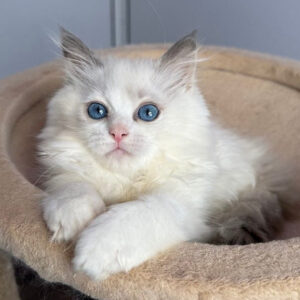 182 Bonitta (R) Ragdoll female kitten