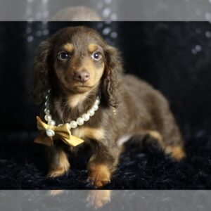 Tootsieroll ACA. ADORABLE MINI DACHSHUND AVAILABLE Dachshund Litter of Puppies For Sale in WARSAW, IN, USA