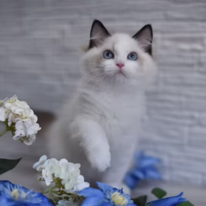 168 Ophelia (R) Ragdoll female kitten