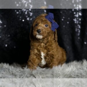 CRIMSON MALE GOLDENDOODLE Goldendoodle (Miniature) Puppy For Sale in WARSAW, IN, USA