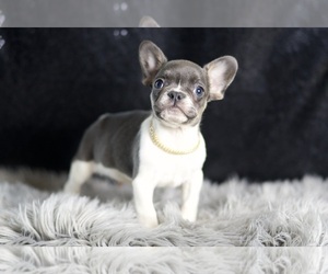 Bruno AKC  FRENCH BULLDOG PUPPIES READY TO GO French Bulldog Litter of Puppies For Sale in WARSAW, IN, USA