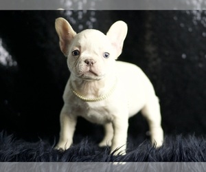 "Marley AKC"FRENCH BULLDOG PUPPIES READY TO GO French Bulldog Litter of Puppies For Sale in WARSAW, IN, USA