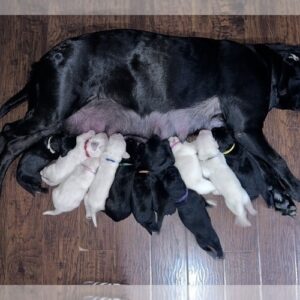 Litter of 10 for Sale, AKC BLACK AND YELLOW LABS Labrador Retriever Litter of Puppies For Sale in MYRTLE BEACH, SC, USA