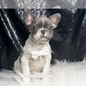 Rocky AKC, FRENCH BULLDOG PUPPIES READY TO GO French Bulldog Litter of Puppies For Sale in WARSAW, IN, USA.