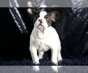 Moo Moo AKC,  FRENCH BULLDOG PUPPIES READY TO GO French Bulldog Litter of Puppies For Sale in WARSAW, IN, USA