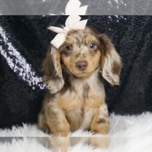 Roma ACA. ADORABLE MINI DACHSHUND AVAILABLE Dachshund Litter of Puppies For Sale in WARSAW, IN, USA