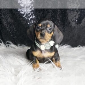 Sue AKC, ADORABLE MINI DACHSHUND AVAILABLE Dachshund Litter of Puppies For Sale in WARSAW, IN, USA