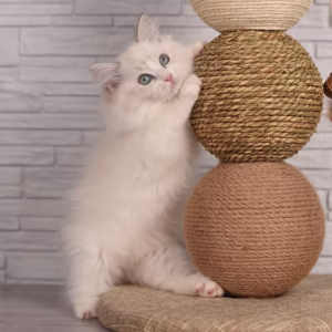 132 Neya (R) Ragdoll female kitten