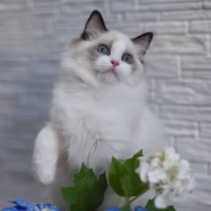 124 Oniks (R) Ragdoll male kitten
