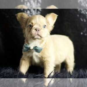 Fluffy butt AKC, FRENCH BULLDOG PUPPIES READY TO GO French Bulldog Litter of Puppies For Sale in WARSAW, IN, USA