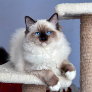 148 Ivan (BL) Ragdoll male kitten