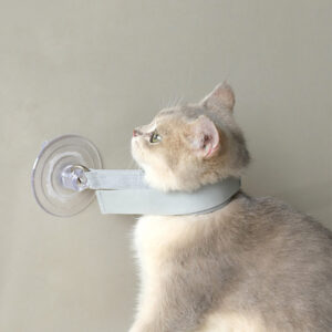 Test Cat for Sale