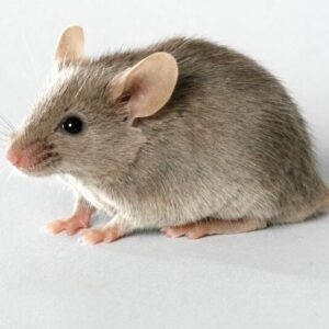 Roborovski Dwarf Hamster London