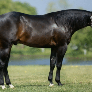 Horse Sale | Equine | ADVS | USU
